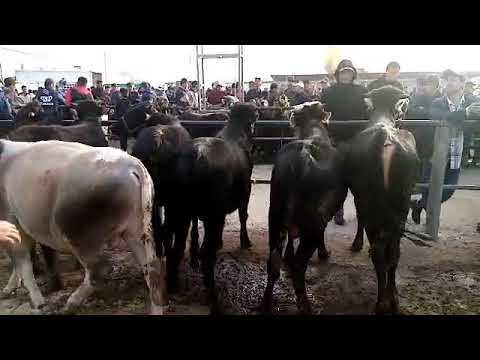 Видео: молбозори эшбек саттор