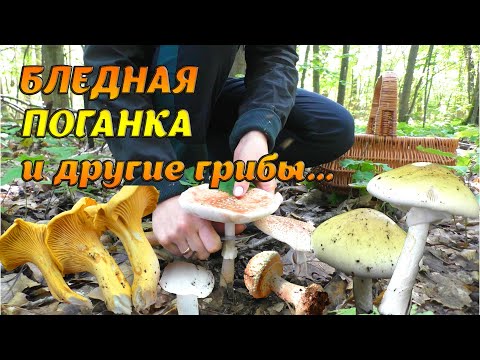 Видео: БЛЕДНАЯ ПОГАНКА, Лисички, Сыроежки и другие грибы в Августе 2021
