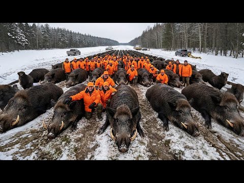 Видео: Рекордная охота 💥 Американские охотники застрелили 219 диких кабанов всего за 55 минут