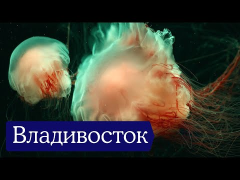 Видео: Владивосток: как русская колония на другой планете. Путешествие на Дальний Восток — Отчёт разведки