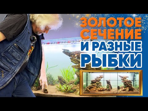 Видео: Аквариумные новости с Владимиром Ковалёвым (24.01.2025). Золотое сечение и разные рыбки.