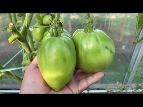 Видео: Обзор сотов томатов закрытого и открытого грунта 5 августа 2022г. Часть 2