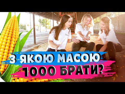 Видео: МАСА 1000 КУКУРУДЗИ🌽. ЯКИМ МАЄ БУТИ НАСІННЯ? #ОсновиЗемлеробства
