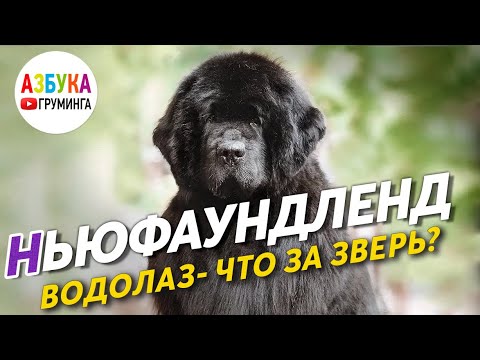 Видео: Ньюфаундленд - груминг, содержание гиганта и уход. Большое интервью