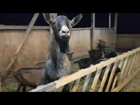 Видео: Дойка коз на ферме семьи Штихельмайер