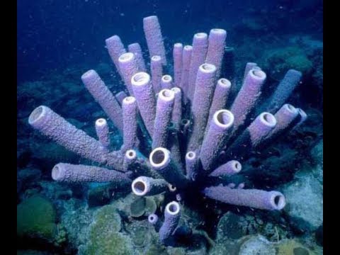Видео: ГУБКИ - МОРСКИЕ ПЫЛЕСОСЫ