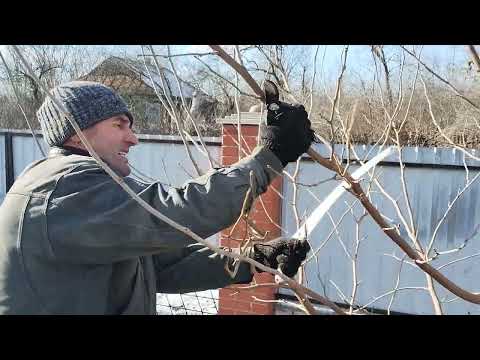 Видео: Обрізка шовковиці  "кольоровки".