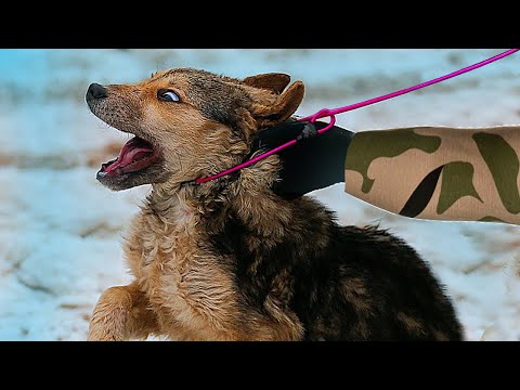 Видео: СПАСЛИ ДВОРНЯЖКУ: ОТБИЛИ у ОТЛОВЩИКОВ СОБАК..