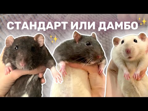 Видео: ДАМБО ЭТО ПОРОДА ИЛИ НЕТ🤨 | МИФ О ПОРОДАХ КРЫС