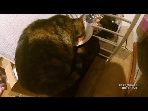 Видео: 20250915 Джесик ест