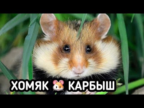 Видео: ОТЛОВ ДИКОГО ХОМЯКА | ЛУЧШИЙ СПОСОБ БОРЬБЫ С ВРЕДИТЕЛЯМИ НА ДАЧЕ