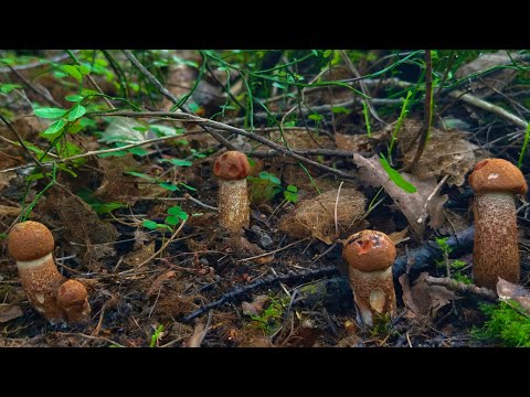 Видео: ЗАШЁЛ В ЕЛЬНИК И ВПАЛ В СТУПОР ОТ УВИДЕННОГО! БЕЛЫЕ ГРИБЫ И ПОДОСИНОВИКИ ПОВСЮДУ, ПОЛЯНАМИ! Я В ШОКЕ