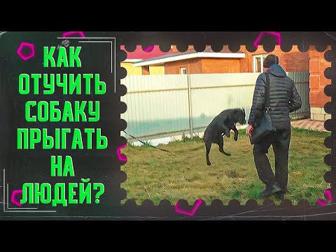 Видео: Как отучить собаку прыгать на людей(один из способов)