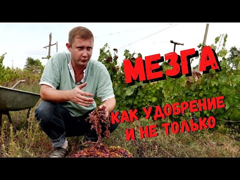 Видео: УДОБРЕНИЕ С ГРАДУСОМ: ВИНОГРАДНАЯ МЕЗГА КАК ПОДКОРМКА И НЕ ТОЛЬКО