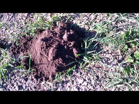 Видео: как на рыбацкий крючок поймать крота