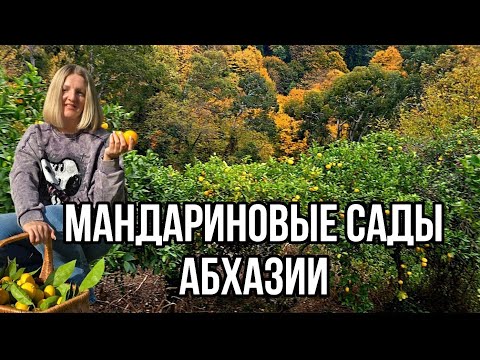 Видео: Гагра, гуляем по Набережной. Мандариновый Сад в Абхазии 🍊 Абхазия ноябрь 2024