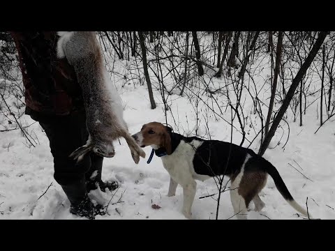 Видео: Охота На Зайца С Гончими! И Целого Дня Оказалось Мало!