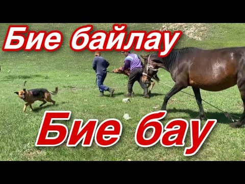 Видео: Бие байладым! Қымыздың әңгімесі… қымыз неге қымбат?