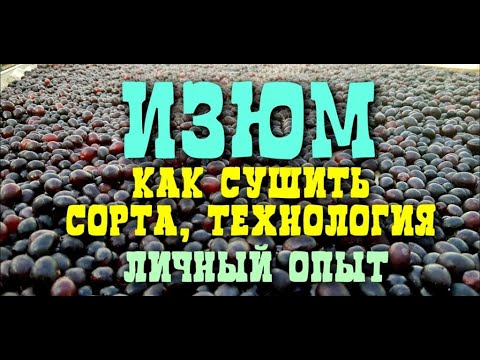 Видео: ИЗЮМ ИЗ ЮПИТЕРА, как СУШИТЬ, СОРТА,  ПРОИЗВОДСТВО, ЛИЧНЫЙ ОПЫТ