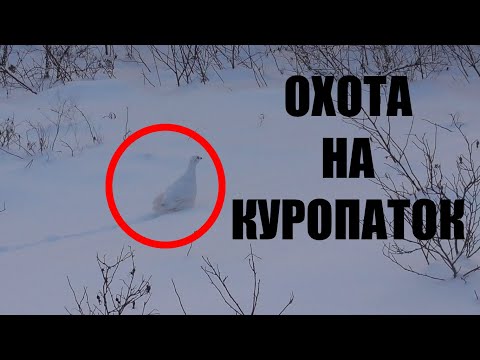 Видео: ОХОТА НА БЕЛУЮ КУРОПАТКУ.