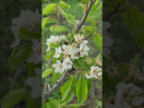 Видео: Шкідники плодових дерев під час цвітіння