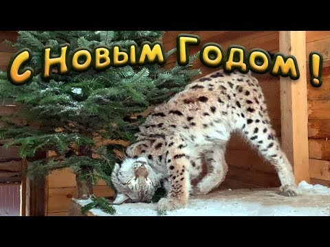 Видео: РЕАКЦИЯ ПУМЫ И ДИКОЙ РЫСИ НА ЁЛКУ / С Новым Годом!