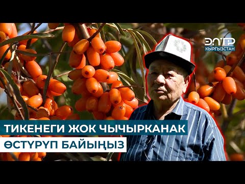 Видео: ТИКЕНЕГИ ЖОК ЧЫЧЫРКАНАК ӨСТҮРҮП БАЙЫҢЫЗ