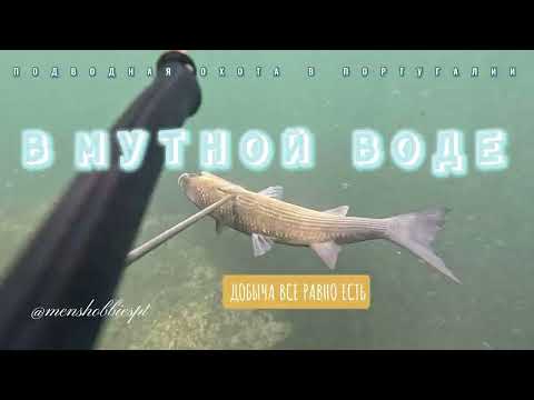 Видео: ПОДВОДНАЯ ОХОТА В ПОРТУГАЛИИ! В МУТНОЙ ВОДЕ.