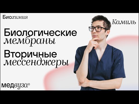 Видео: Биологические мембраны и вторичные менеджеры | Биохимия