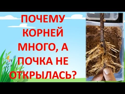 Видео: ПОЧЕМУ КОРНИ ЕСТЬ НА ЧЕРЕНКЕ ВИНОГРАДА, А ПОЧКИ НЕ ПРОСЫПАЮТСЯ? Проблемы при укоренении черенков.