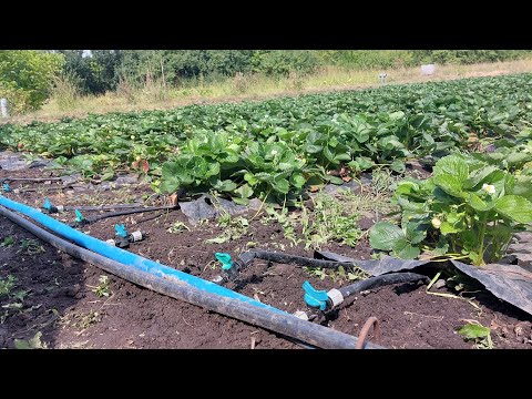 Видео: Полив для клубники. На чем я сэкономил,а на чем лучше не экономить,обзор моей поливочной системы