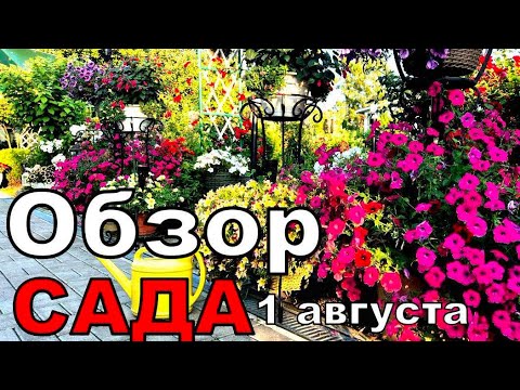 Видео: Мой сад называют Светофор.Ярко-Сочно. Обзор сада на 1 августа. Прихожая в саду