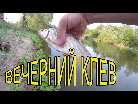 Видео: Рыбалка на поплавок на реке, крупная плотва и голавли 2021.