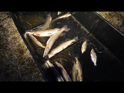Видео: Рыбалка перед месячником на сети, ловим щук жарим и солим