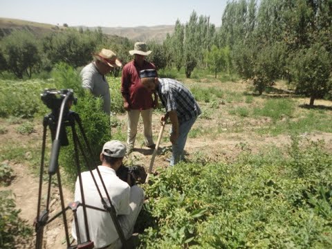 Видео: Хамсоядори. Дехаи Тудани. Киссахои мардуми кухистон
