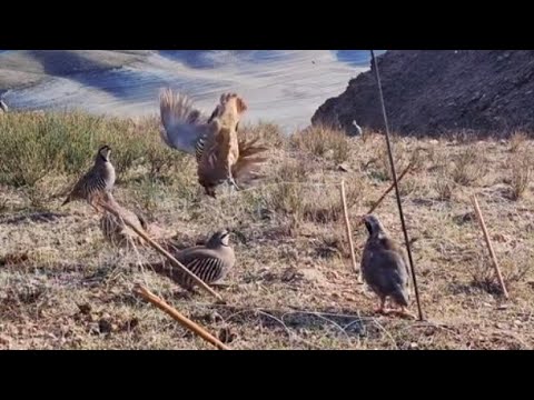 Видео: 22 октября 2025 г.