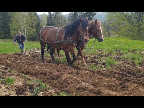 Видео: Оранка кіньми,трактор залишили пішли орати кіньми🙂