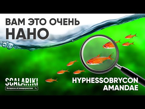 Видео: Лучшая рыбка для #акваскейпа и #нано-аквариума - #Тетра #Аманды