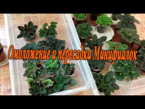 Видео: Минифиалки. Пересадка и омоложение