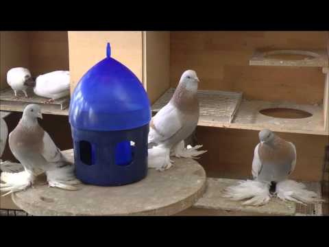 Видео: Моя голубятня 03