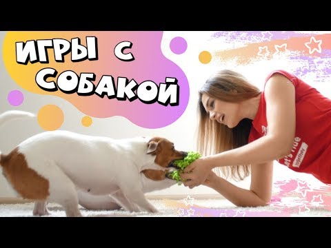 Видео: ИГРЫ С СОБАКОЙ ДОМА | + КОНКУРС!!!🎁