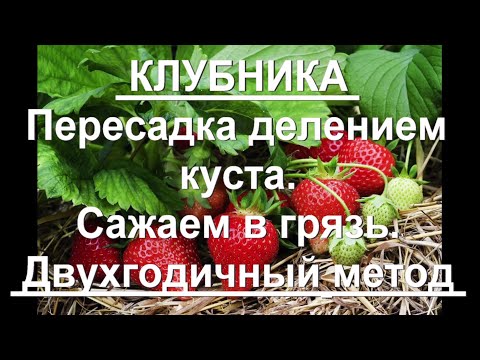 Видео: 86. Клубника - двухгодичное выращивание, часть 2 - пересадка! Грядка, деление куста, посадка.