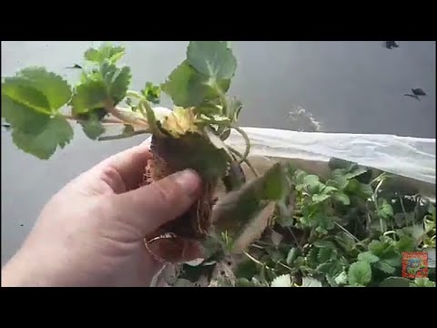 Видео: Как увеличить плантацию клубники, малым объемом саженцев!