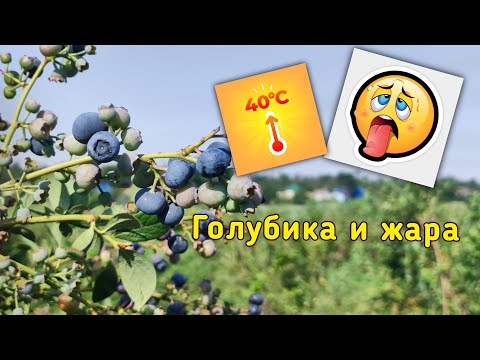 Видео: Как голубика переносит жару. 09.08.2023. Ставрополь.
