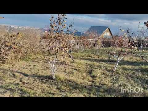 Видео: ,,А не замахнуться ли нам на Ивана нашего Мичурина,,