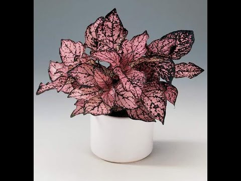 Видео: ПРИЩИПКА И ПЕРЕВАЛКА ГИПОЭСТЕСА!