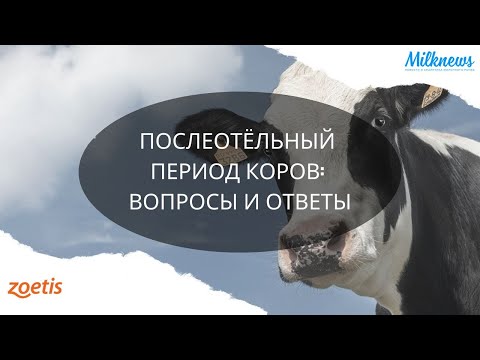 Видео: Послеотёльный период коров: вопросы и ответы