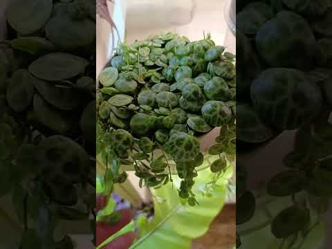 Видео: Небольшой обзор бегоний.