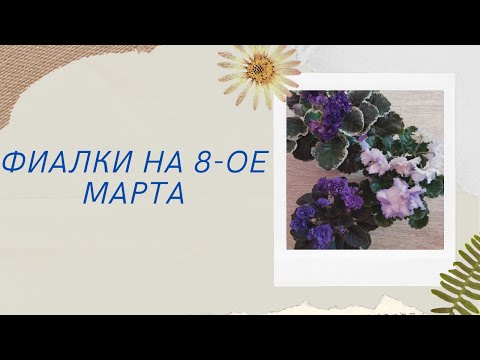 Видео: Фиалки на 8- ое Марта. Удачные продажи