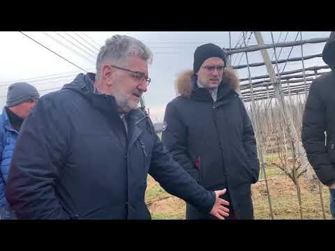 Видео: Красная смородина и крыжовник на шпалере (Польша) .